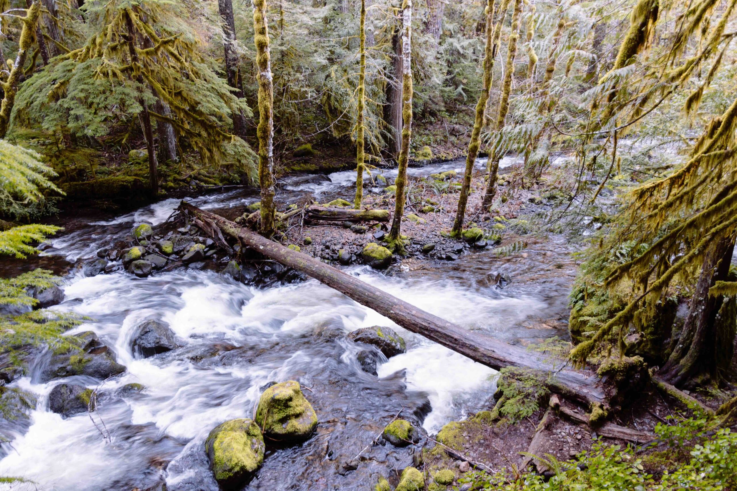 An image of water flowing down a stream with a tree trunk over it